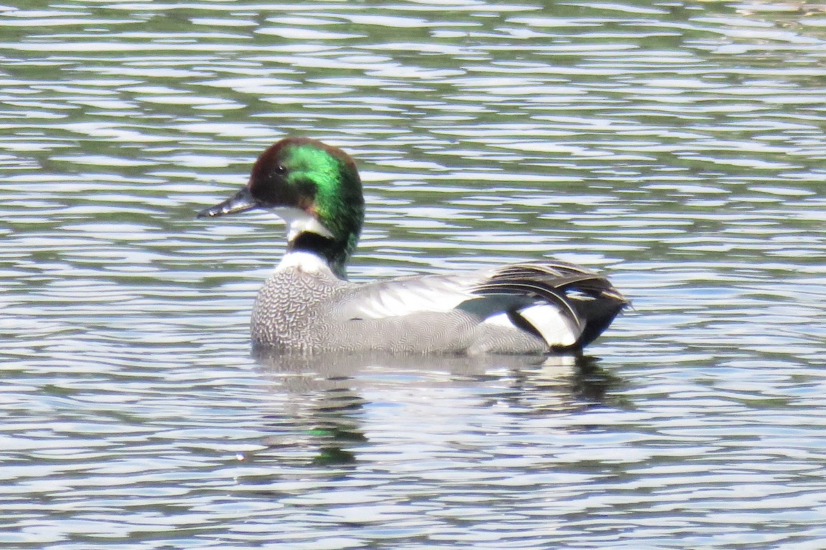 Falcated Duck - ML640162442