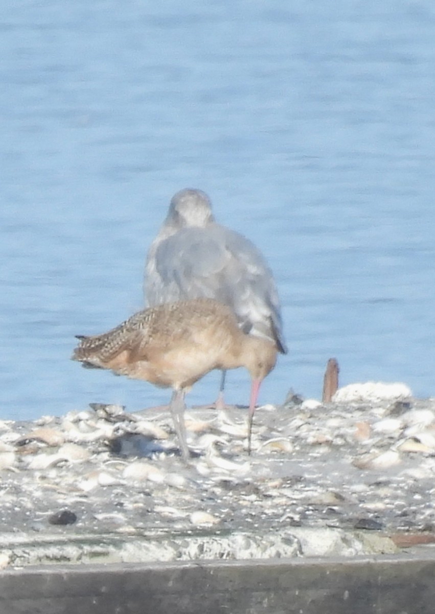 Marbled Godwit - ML640162454
