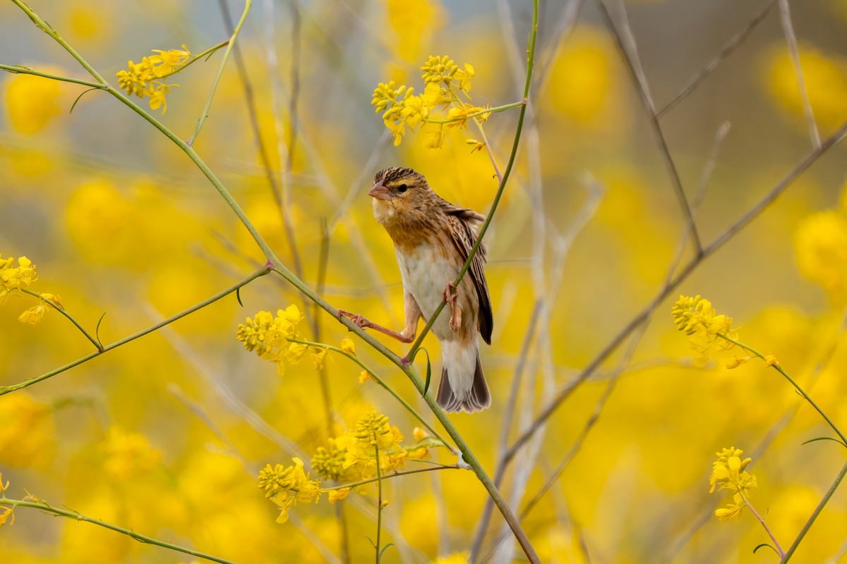 Northern Red Bishop - ML640162468