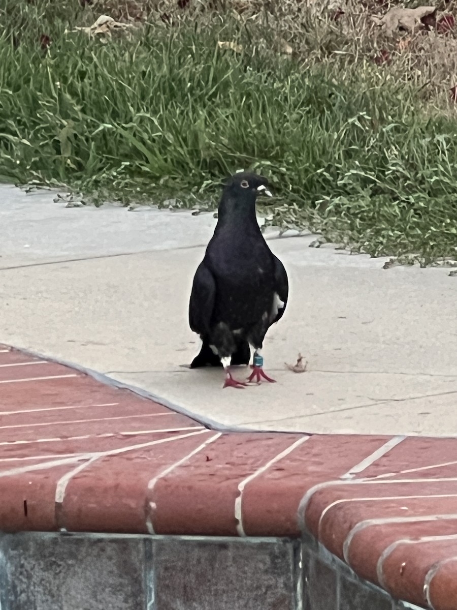 Rock Pigeon (Feral Pigeon) - ML640162473