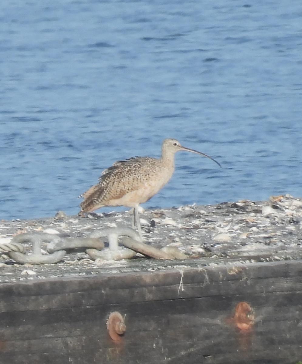 Long-billed Curlew - ML640162474
