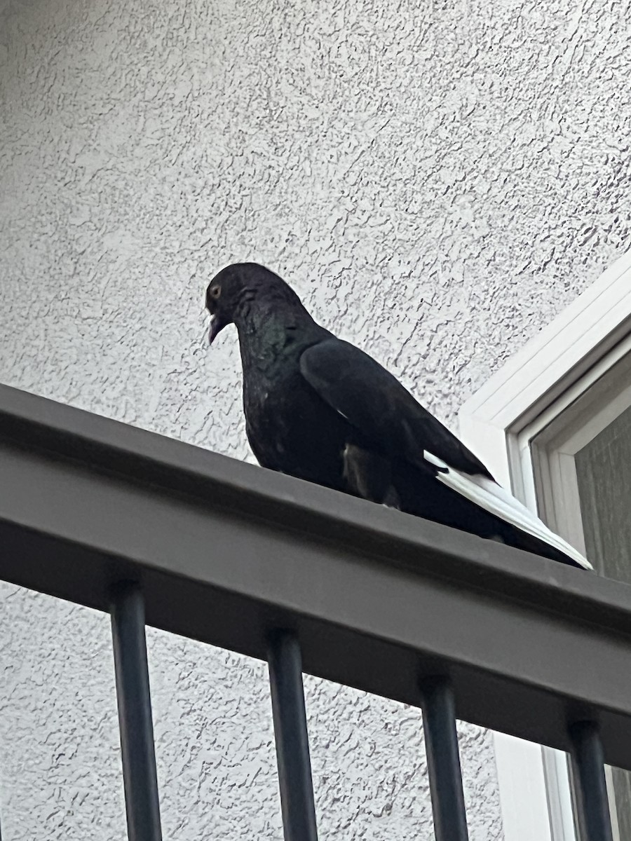 Rock Pigeon (Feral Pigeon) - ML640162488