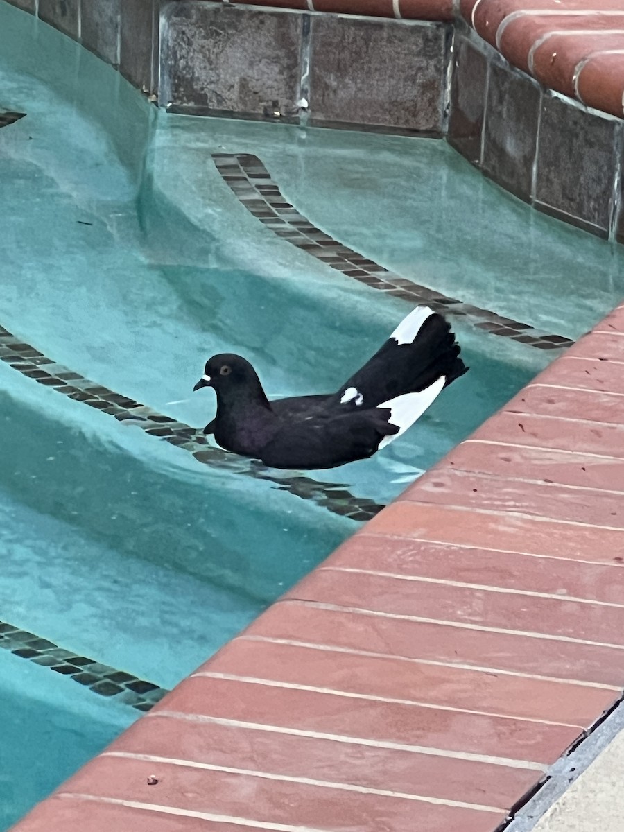 Rock Pigeon (Feral Pigeon) - ML640162493