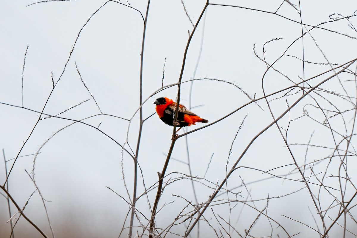 Northern Red Bishop - ML640162499