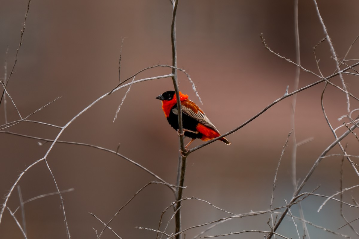 Northern Red Bishop - ML640162500