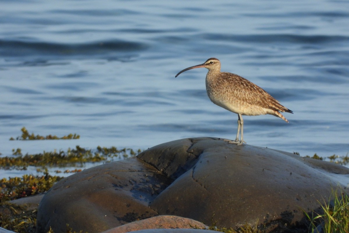 Whimbrel (Hudsonian) - ML640162503