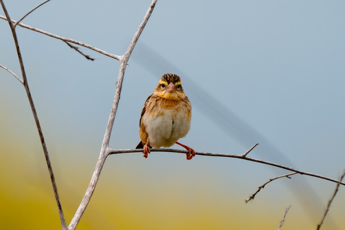 Northern Red Bishop - ML640162513