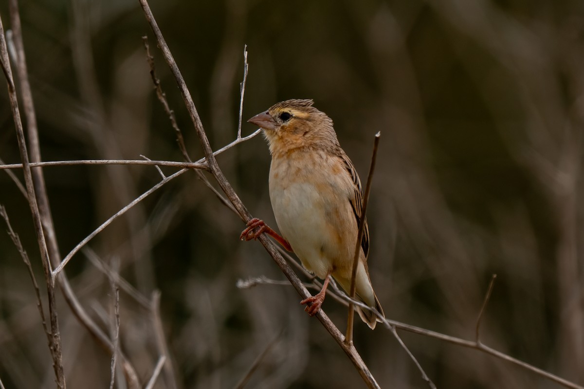 Northern Red Bishop - ML640162559