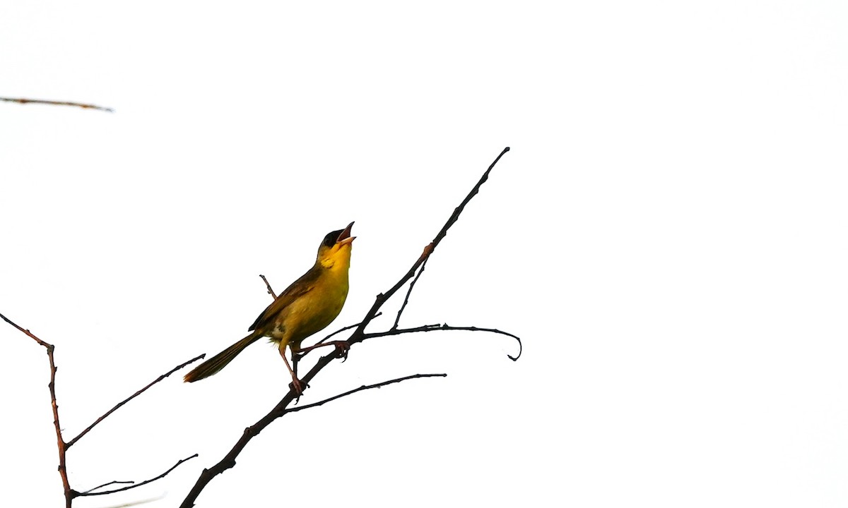 Gray-crowned Yellowthroat - ML640162572