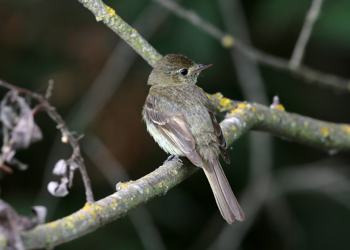Western Flycatcher (Pacific-slope) - ML640162573