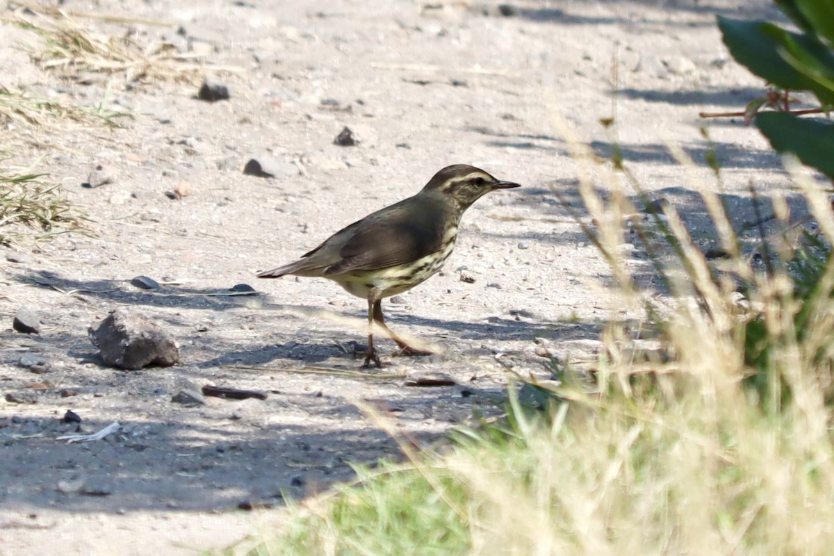 Kuzeyli Su Ötleğeni - ML640162579