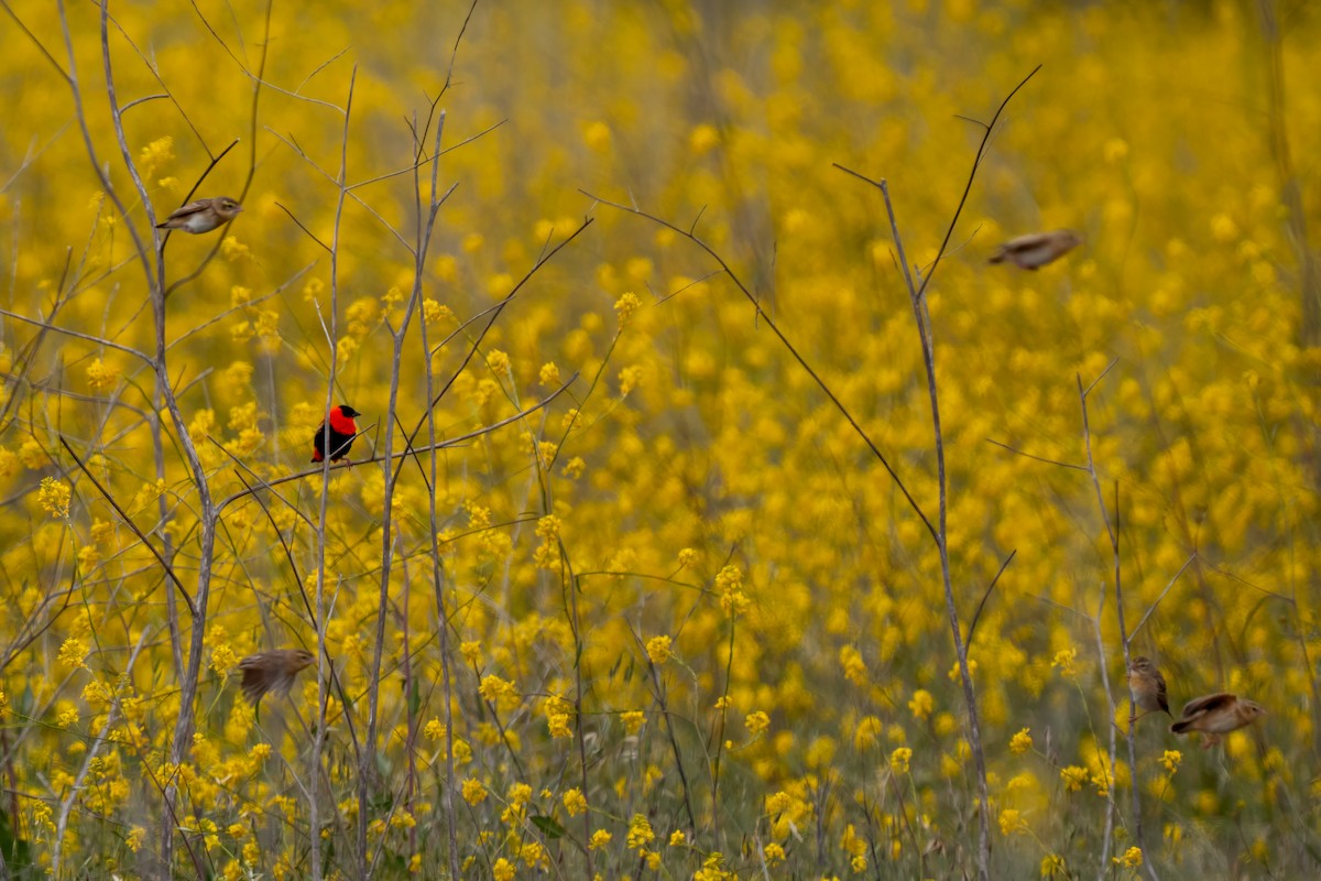 Northern Red Bishop - ML640162589