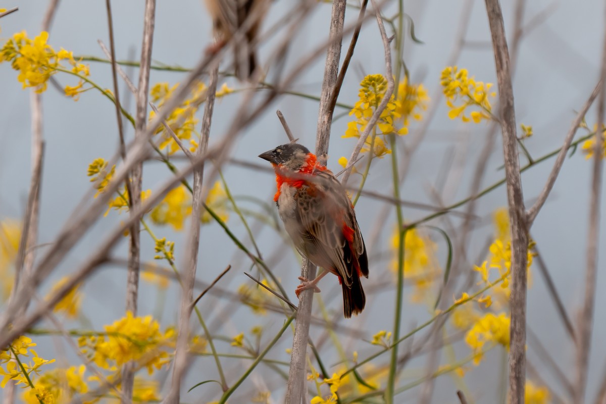 Northern Red Bishop - ML640162592