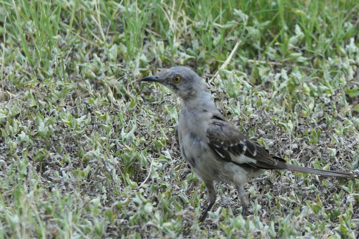 Northern Mockingbird - ML640162595