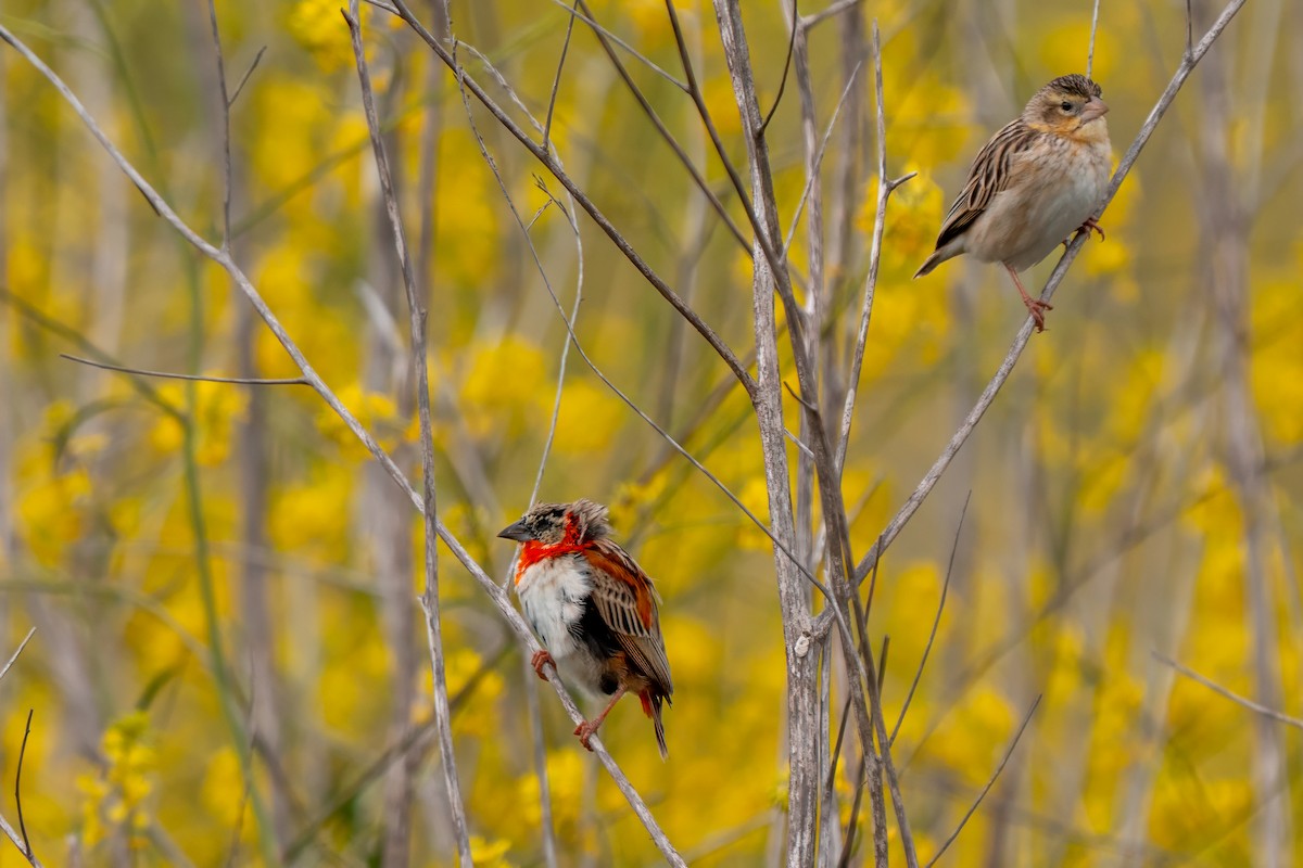 Northern Red Bishop - ML640162622