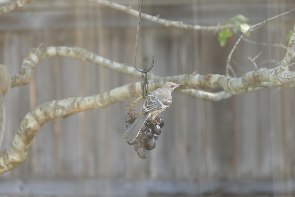 Northern Mockingbird - ML640162625