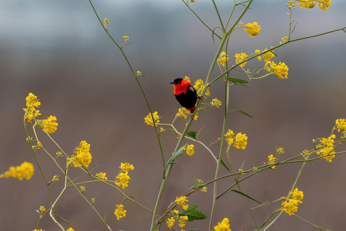 Northern Red Bishop - ML640162626