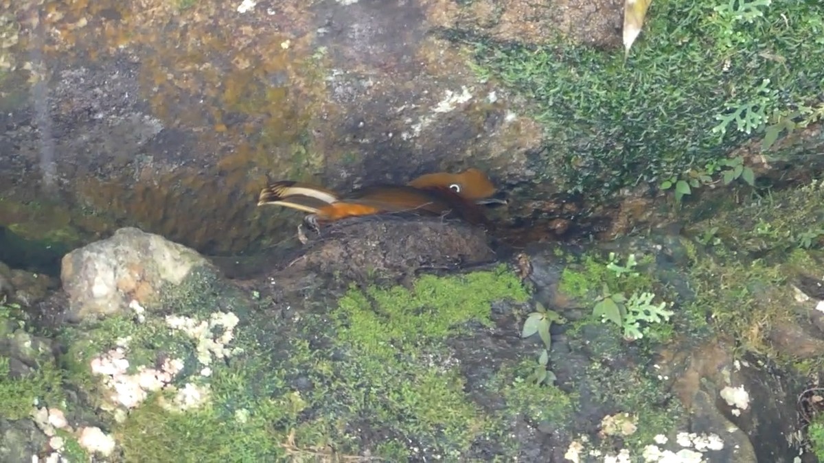Andean Cock-of-the-rock - ML640162635