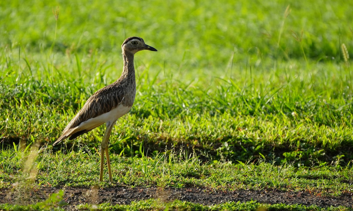 Double-striped Thick-knee - ML640162655