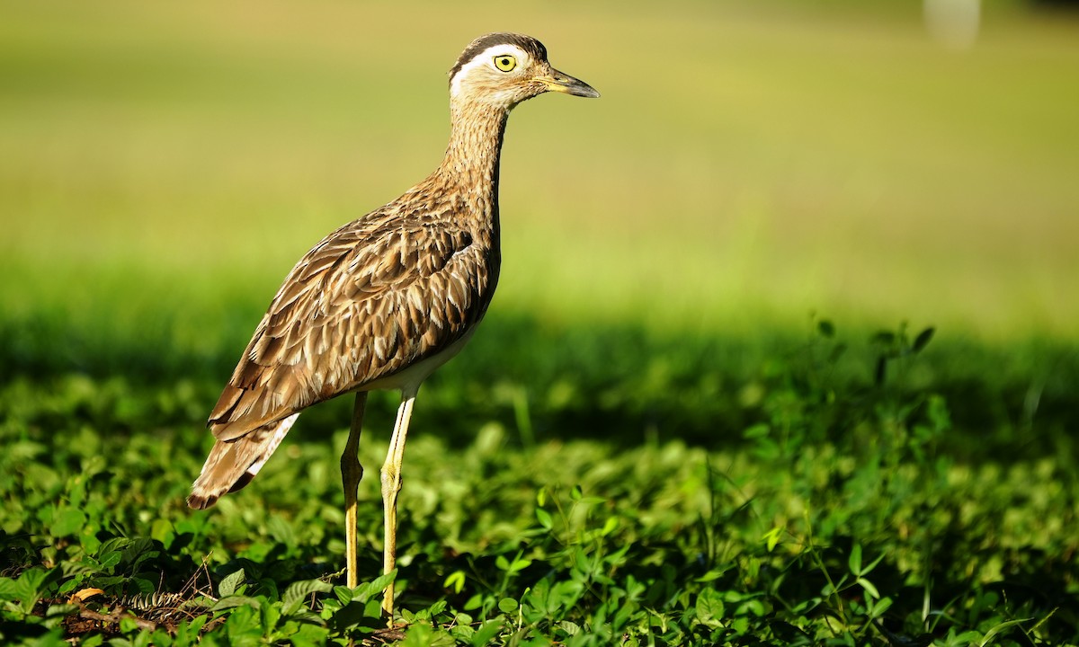 Double-striped Thick-knee - ML640162656