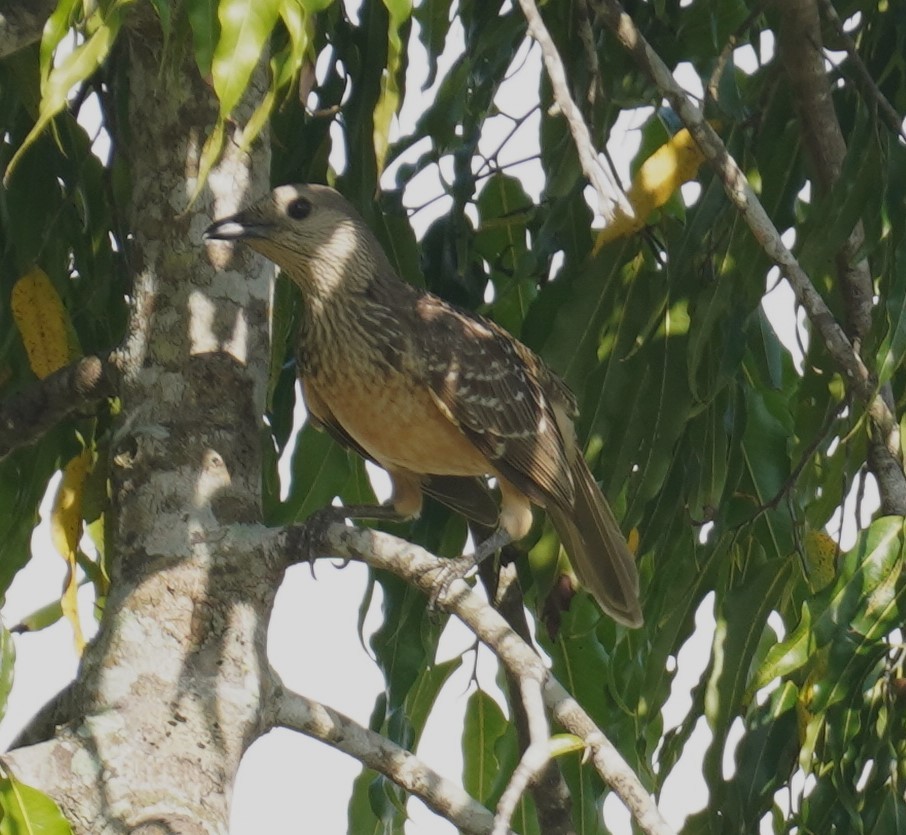 Fawn-breasted Bowerbird - ML640162740