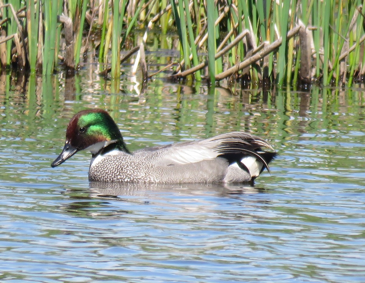 Falcated Duck - ML640162742