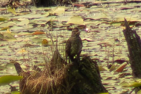 Red-winged Blackbird - ML640162743