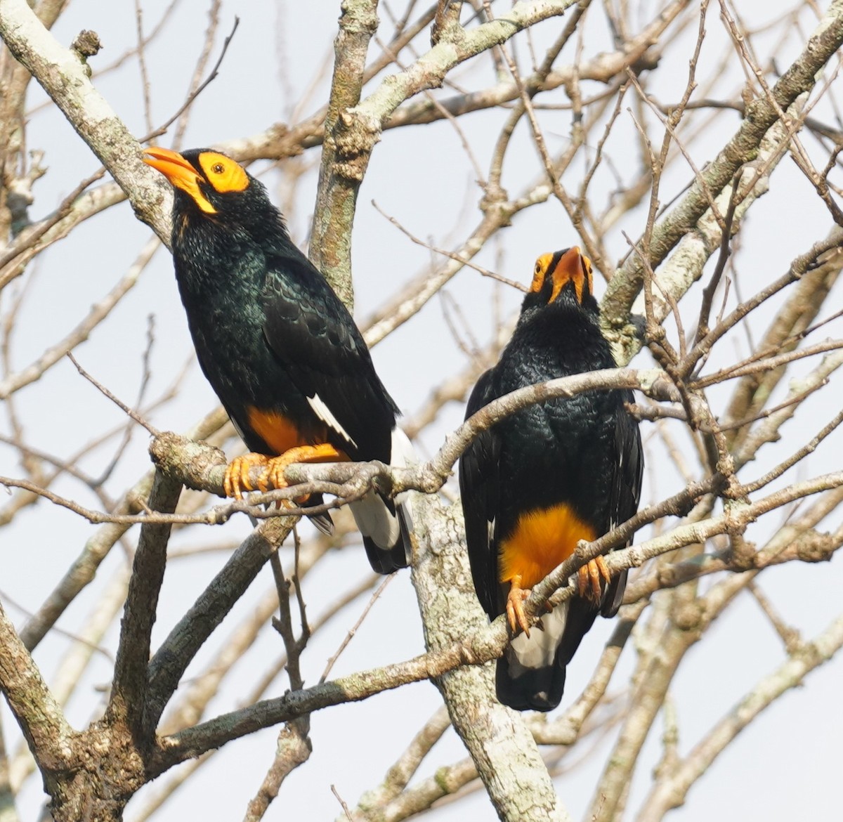 Yellow-faced Myna - ML640162759