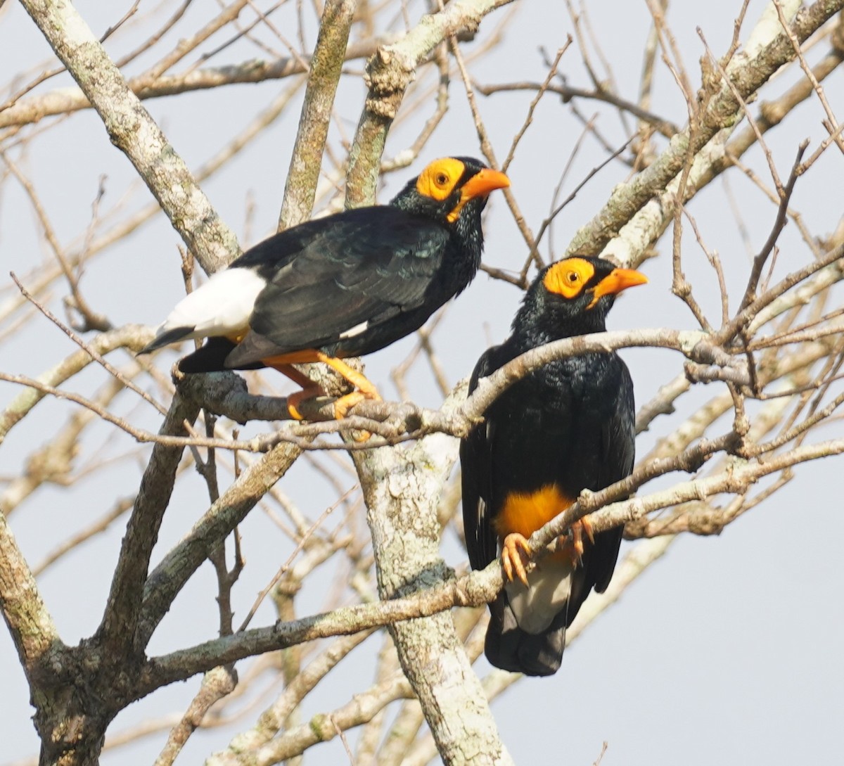 Yellow-faced Myna - ML640162760