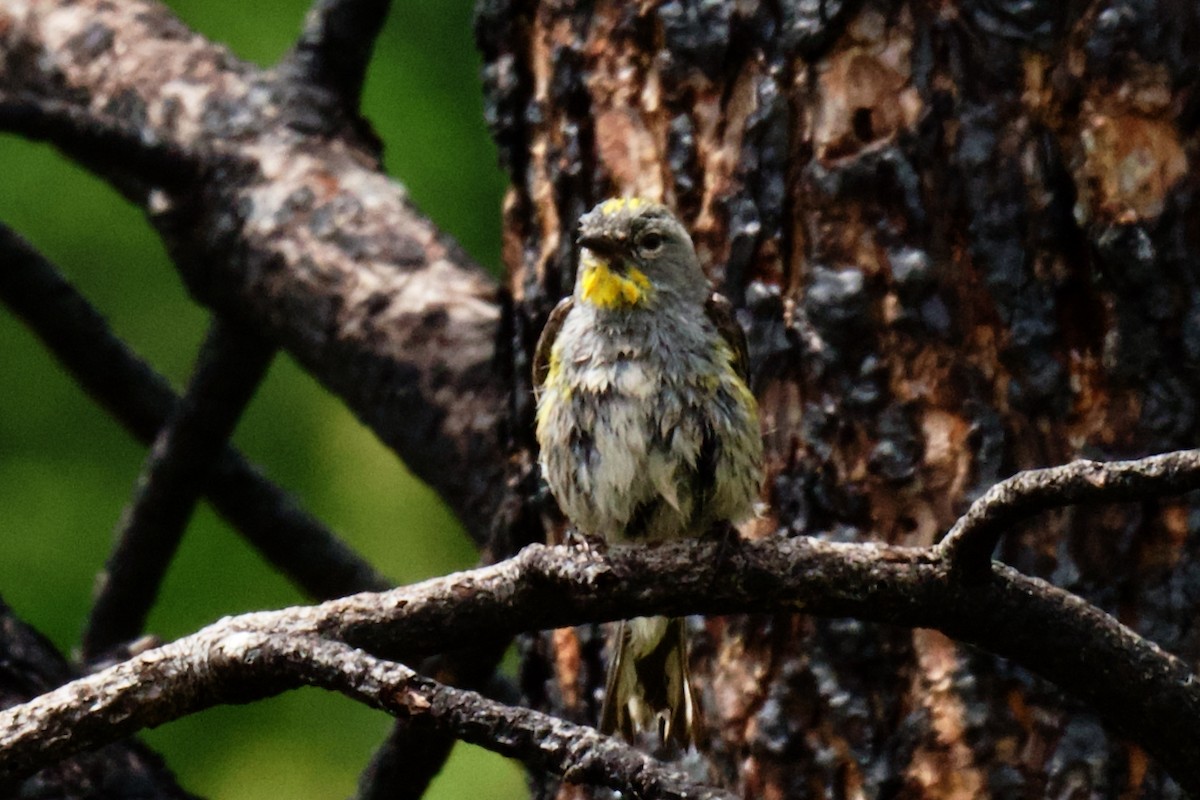 Yellow-rumped Warbler - ML640162845