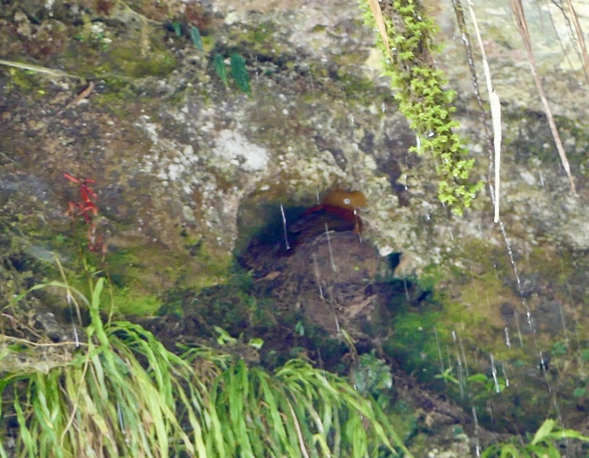 Andean Cock-of-the-rock - ML640162980
