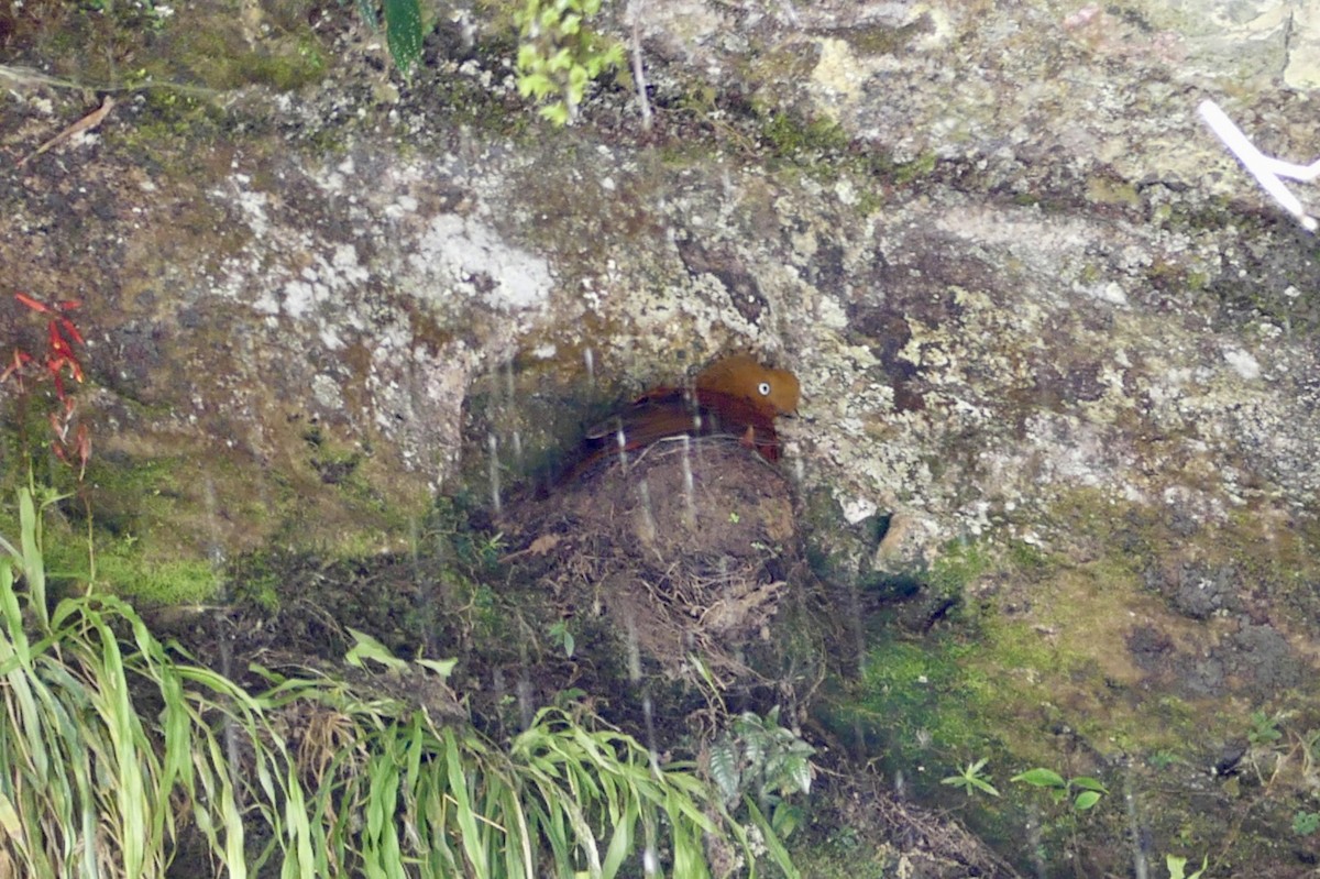 Andean Cock-of-the-rock - ML640162994