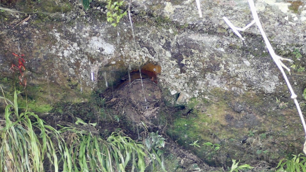 Andean Cock-of-the-rock - ML640163011