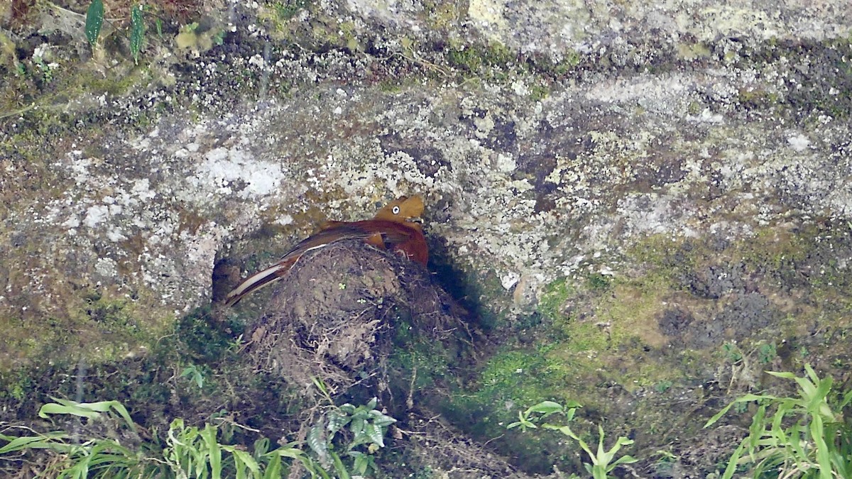 Andean Cock-of-the-rock - ML640163046