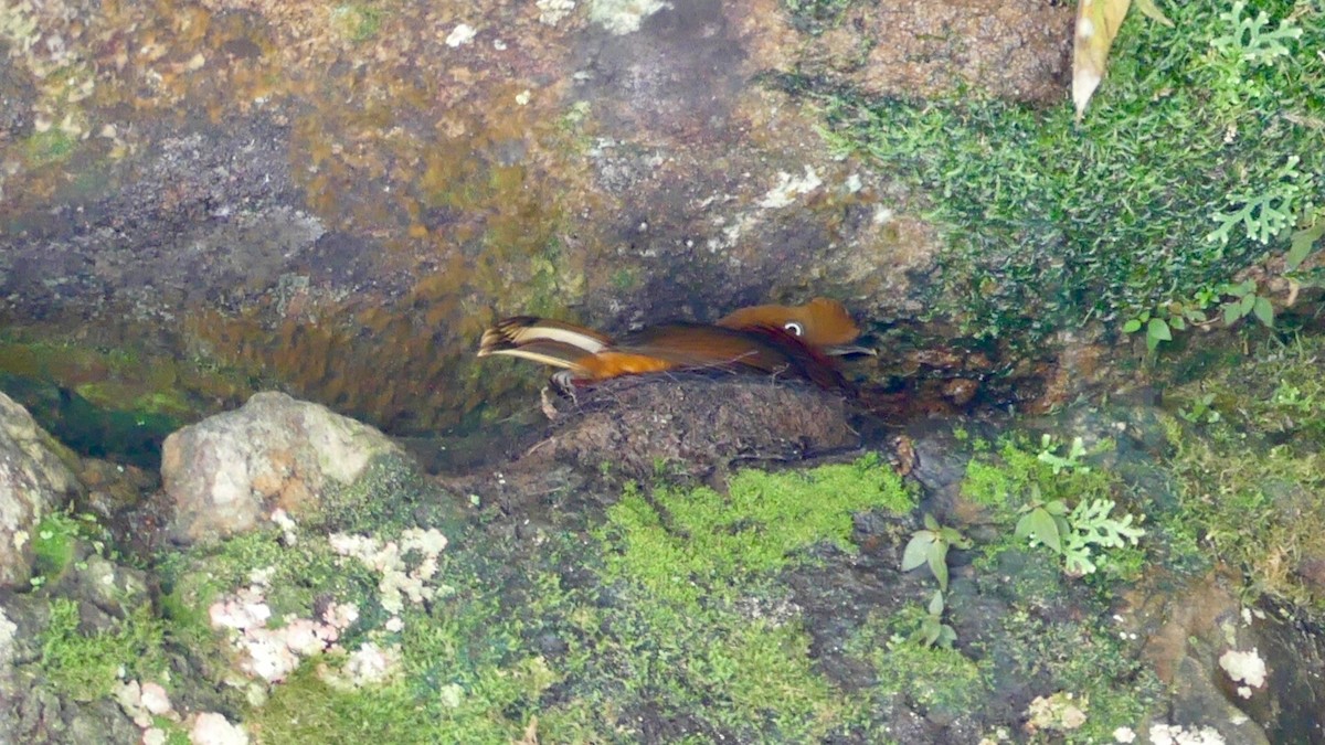 Andean Cock-of-the-rock - ML640163058