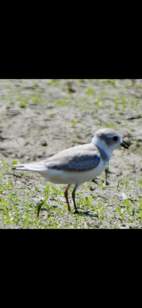 Piping Plover - ML640163062