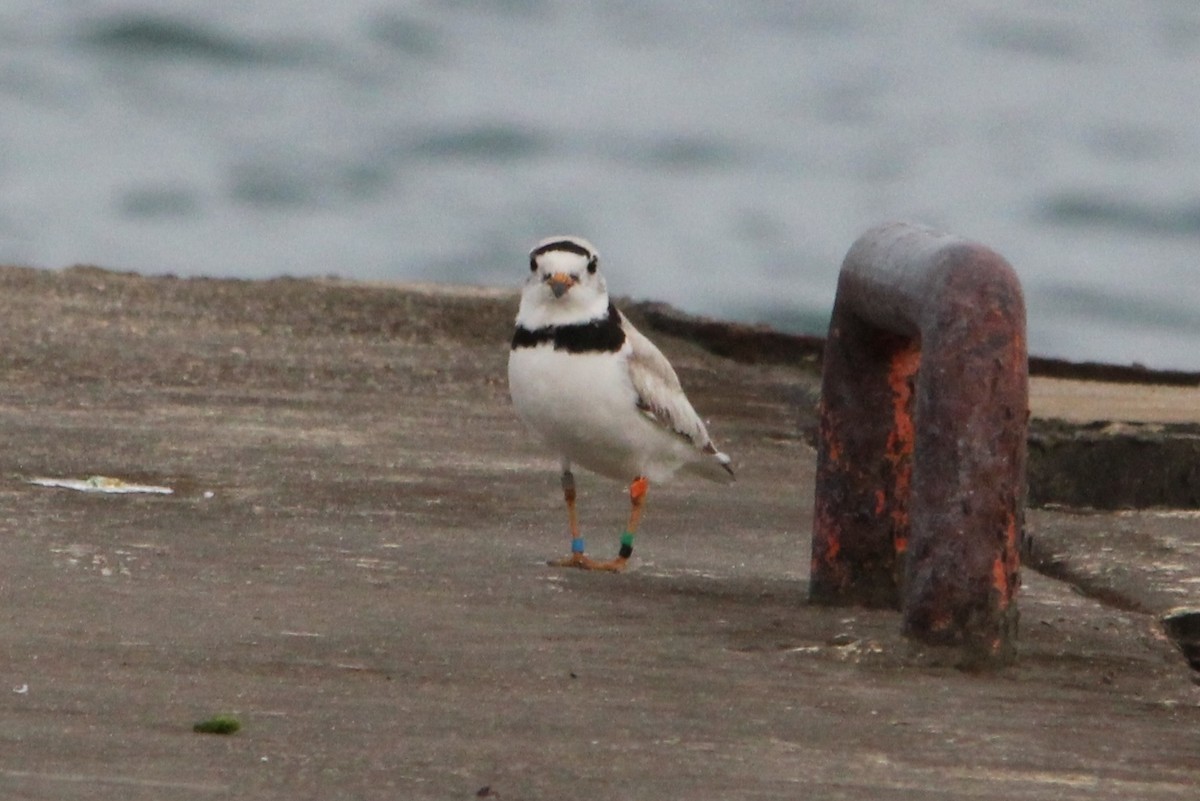 Piping Plover - ML64016311