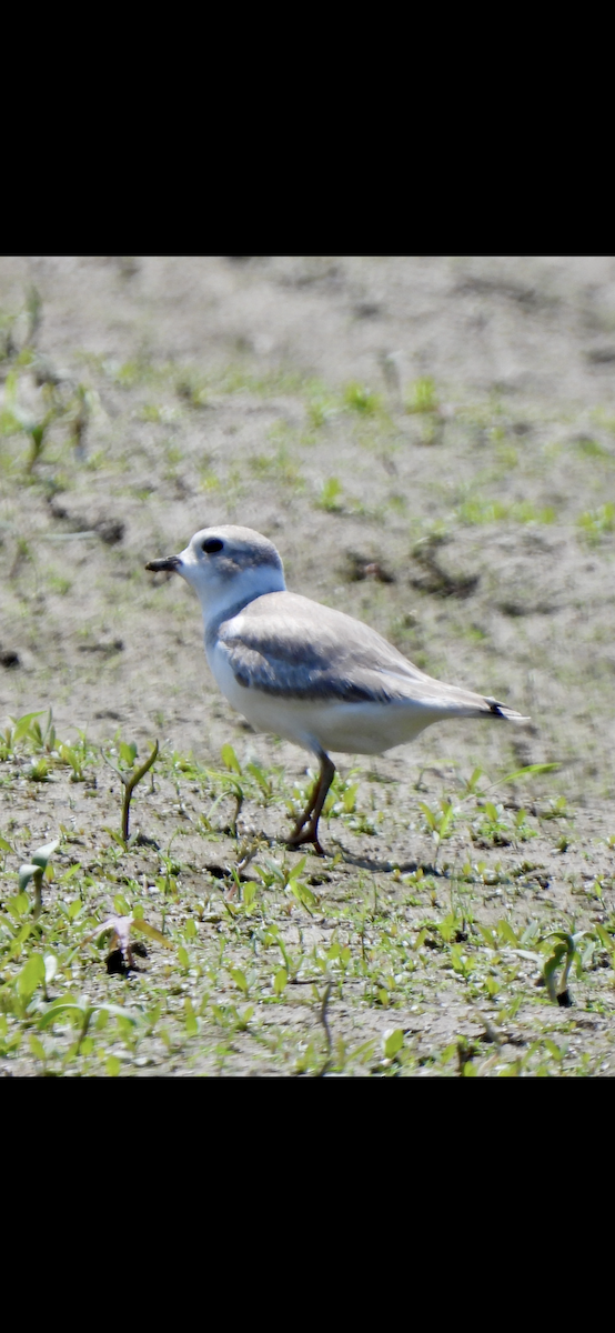 Piping Plover - ML640163124