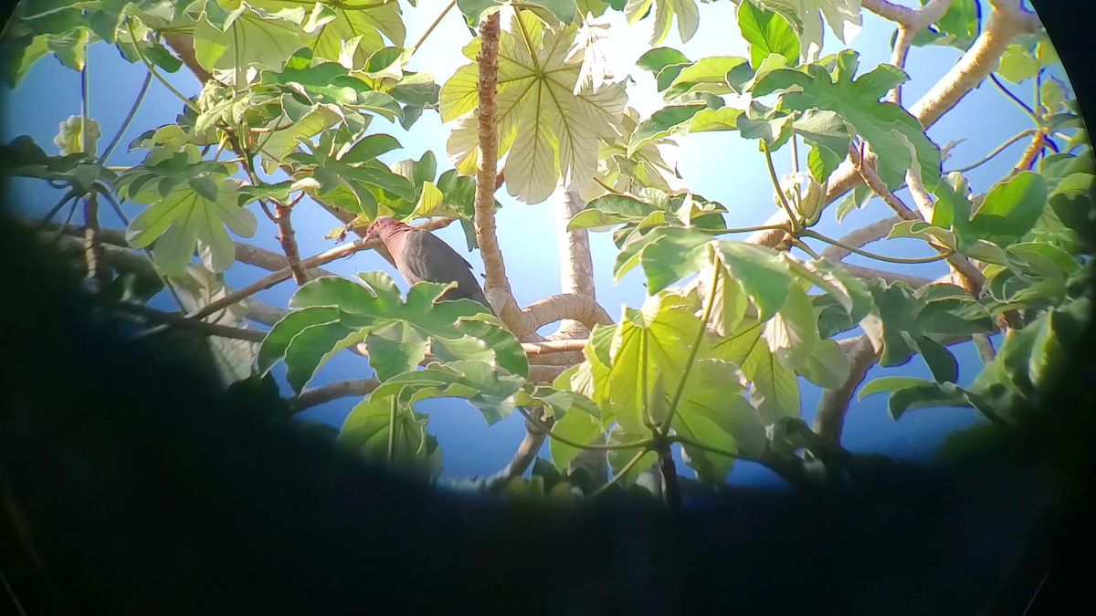 Scaly-naped Pigeon - ML640163136