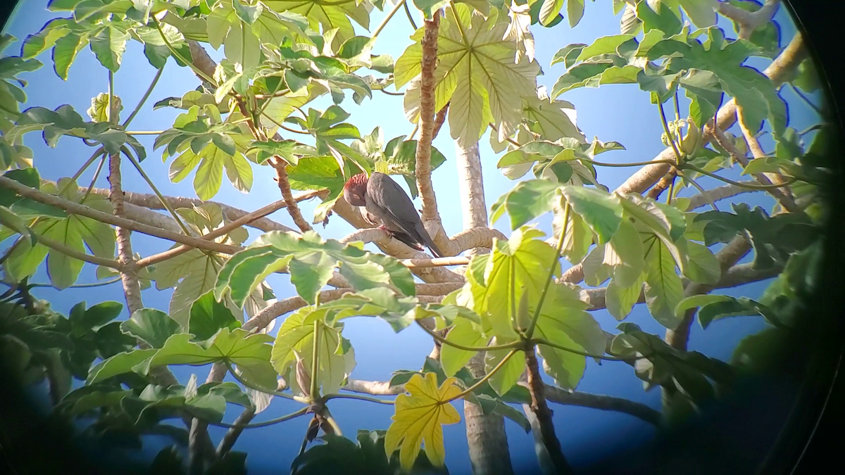 Scaly-naped Pigeon - ML640163138