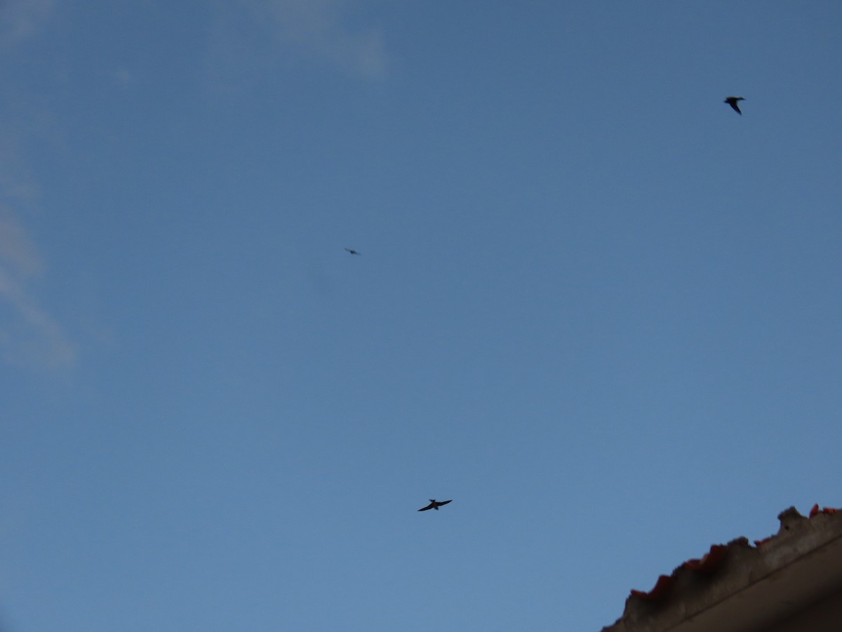 Cuban Martin - ML640163164