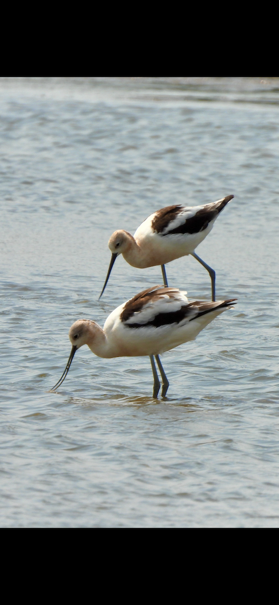 American Avocet - ML640163182