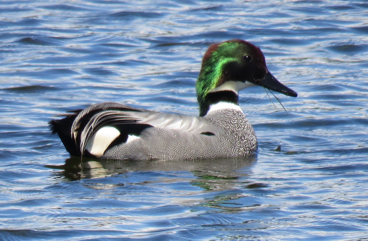Falcated Duck - ML640163185