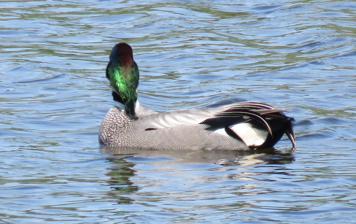 Falcated Duck - ML640163186