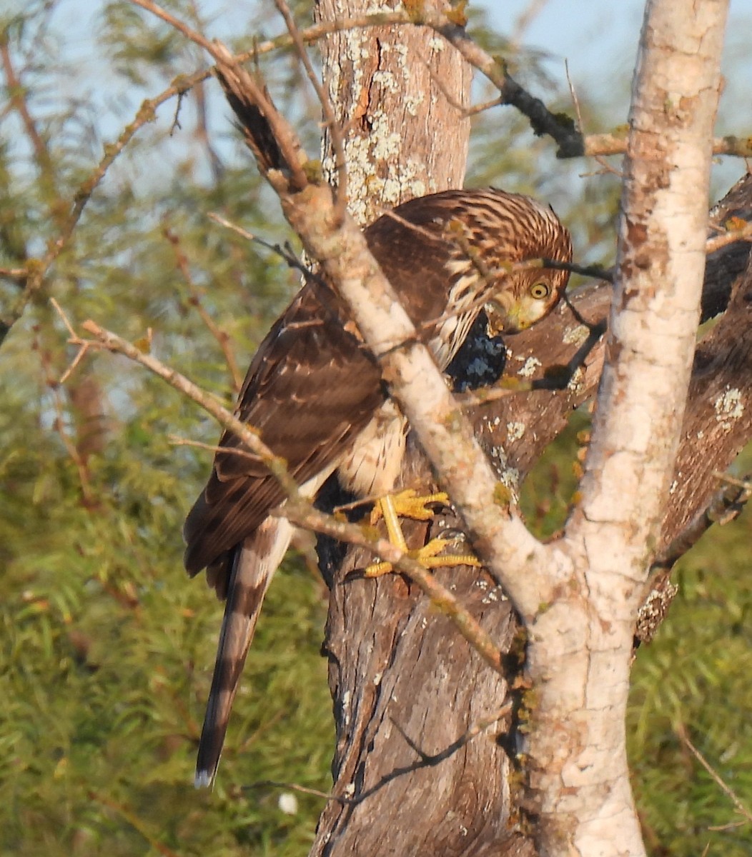 Cooper's Hawk - ML640163216