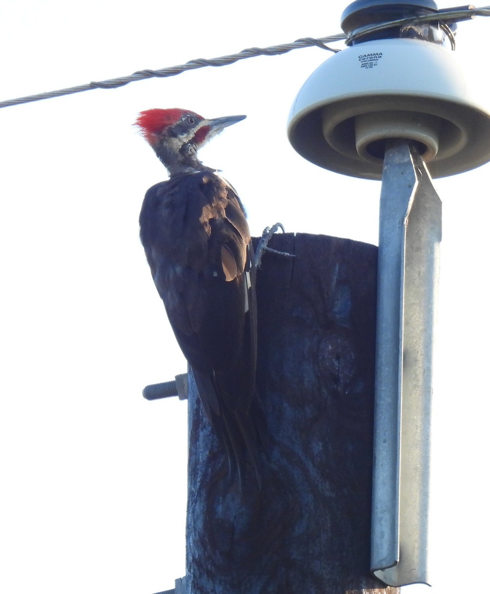 Pileated Woodpecker - ML640163220
