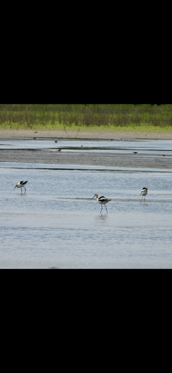 American Avocet - ML640163234