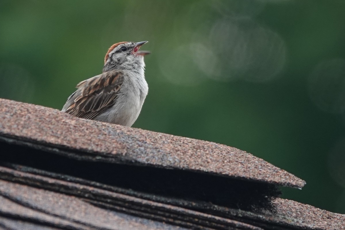 Chipping Sparrow - ML640163255