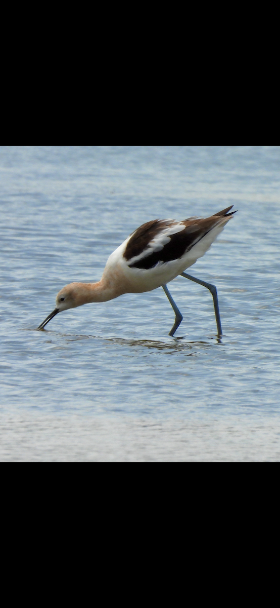 American Avocet - ML640163273