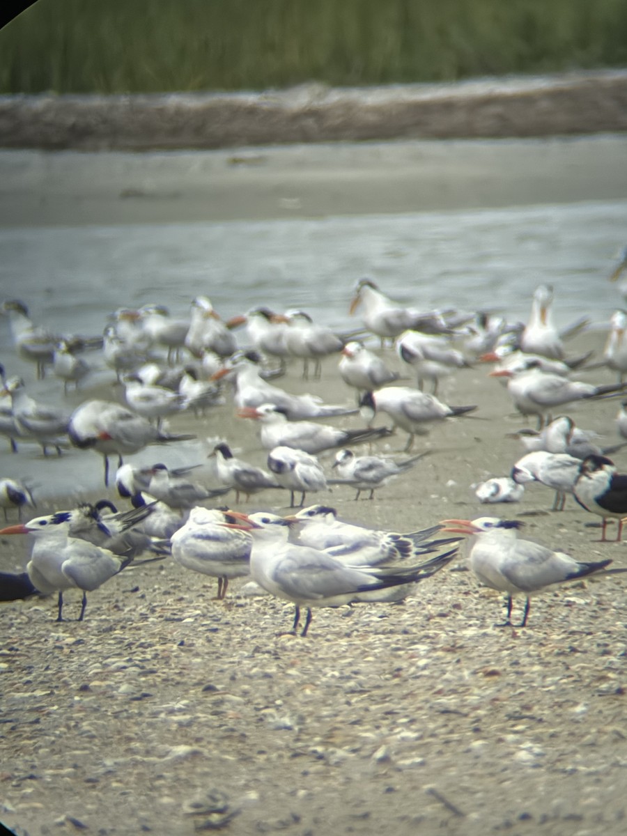 Royal Tern - ML640163299